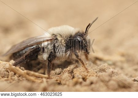 Detailed Closeup On A Fluffy Female, Grey-backed Mining Bee, Andrena Vaga Sitting In The Sand