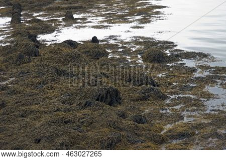 Seaweed Or Kelp Is Caught On The Rocks As The Tide Moves In Ogunquit Maine On An Overcast Afternoon 