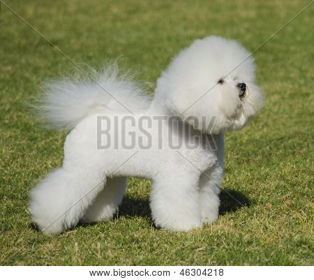 Bichon Frise psów