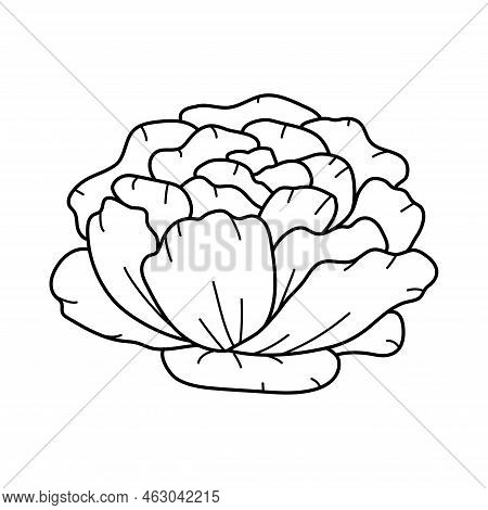 Doodle Art Beautiful Peony Flower Isolated On White Background. Botanical Floral Sketch, Outline Gar