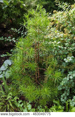 Little Japanese Umbrella Pine, Sciadopitys Verticillata Growing In Rare Plants And Trees Collectors 