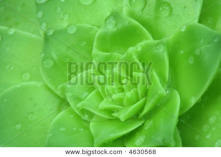Aeonium สีเขียวกับน้ำหยด พื้นหลัง