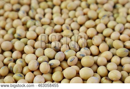 Closeup Of Pile Of Dried Soybeans For Backdrop Or Banner