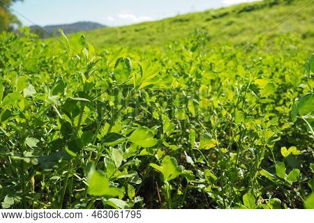 Field With Green Clover. Organized Planting Of Clover. Clover Trifolium, A Genus Of Plants In The Le