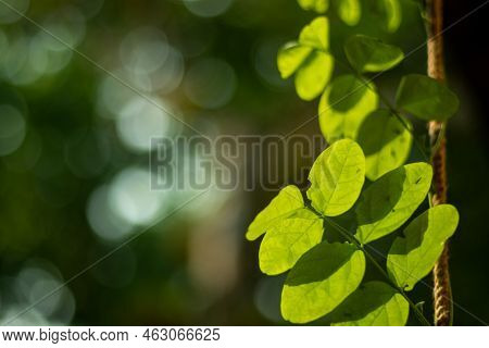 Clitoria Ternatea Green Leaf, Commonly Known As Asian Pigeonwings, Bluebellvine, Blue Pea, Butterfly