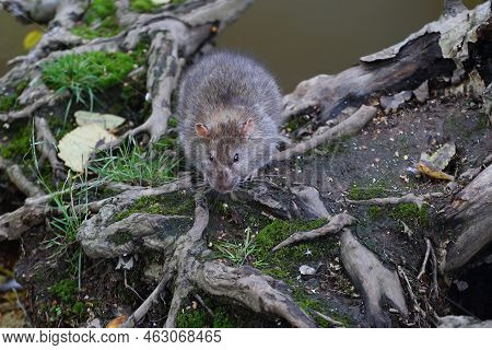 A Wild Rat Sits Near The Water On The Roots Of A Tree