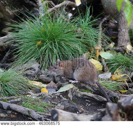 A Wild Rat Sits On The Roots Of A Tree Among Tufts Of Grass
