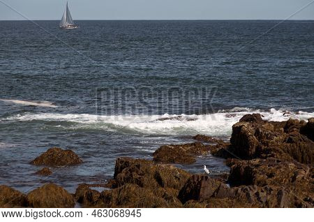 A Seagull Is On The Rocks In The Foreground And A Sailing Ship Is In The Distance As Atlantic Ocean 