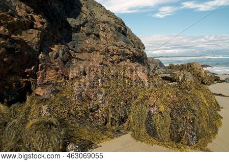 Close Up Of Large Seaweed Covered Rocks In Ogunquit Maine With Crashing Waves From The Atlantic Ocea