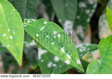 Powdery Mildew On Garden Phlox Leaves Close-up. Fungal Disease With Powdery Gray Or White Spots Or C