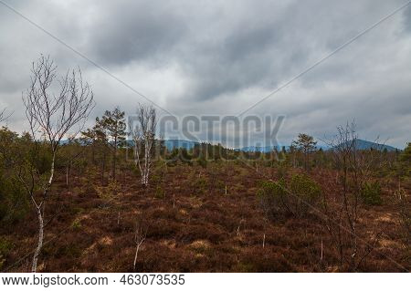 Sumava Protected Landscape Area In The Czech Republic In Europe. Area Chalupska Slat - Forests, Mead