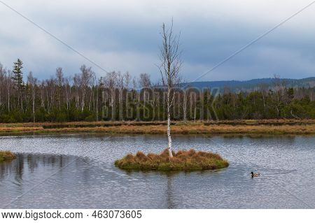 Sumava Protected Landscape Area In The Czech Republic In Europe. Area Chalupska Slat - Forests, Mead