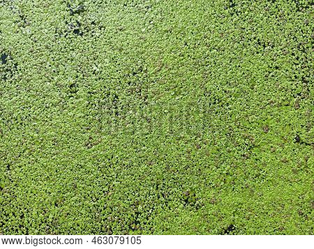 Texture From Common Duckweed On Water. Natural Green Texture. Lemna Perpusilla Torrey. Green Leaf Du