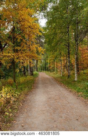 Autumn Season Forest Landscape With Maple Yellow Leaves On The Ground. Footpath In The Park. Kuopio 