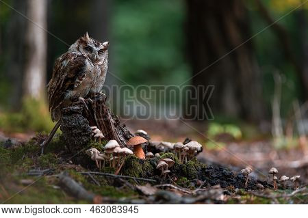 Indian Scops Owl - Otus Bakkamoena At Forest