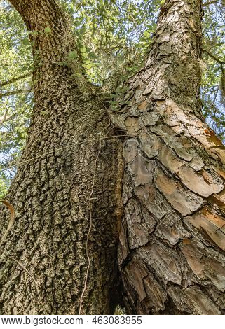 Artistic Textural View Of Two Trees, A Southern Oak And A Shortleaf Pine, Growing Together In A Flor