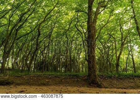Woods Of Rainha D. Leonor , In Caldas Da Rainha - Portugal, Borders The Parque D. Carlos I And Is Ch