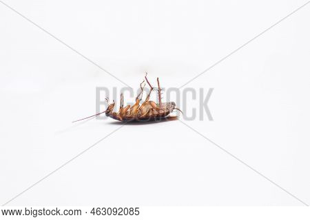 Closed Image Of A Dead Cockroach Still Lying On An Isolated Back On A White Background.