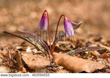 The Fragile Spring Flowers, The Dogtooth Violet, Or Dens-canis, Growing In The Forest With Dry Leave