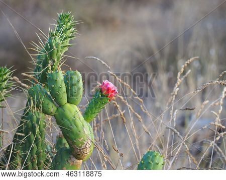 Blooming Eve's Pin Cactus - Opuntia Subulata (austrocylindropuntia Subulata). Big Pink Flower Close 
