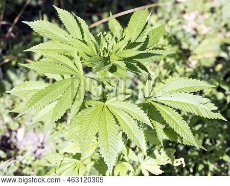 View Of Marjuana Plant Outdoor