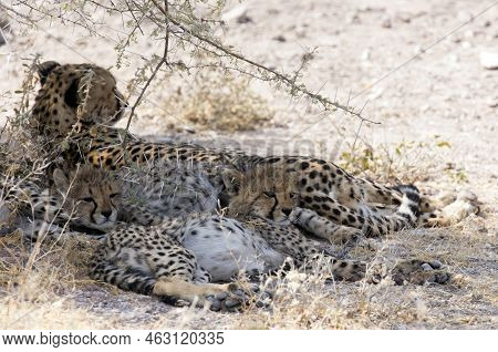 A View Of Cheeta With Cubs In Namibia