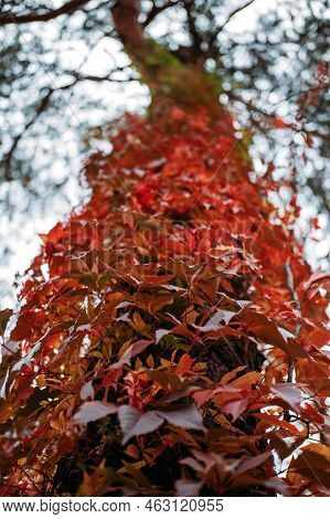 Autumn Background Tree Bark With Red Virginia Creeper Leaves. Parthenocissus Quinquefolia, Virginia 