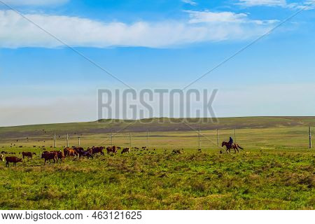 Cow Pasture In Green Steppe Meadow At The Foot Of The Hill At A Sunny Day. Herd Of Cows In The Pastu