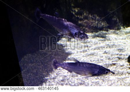 The Common Topgill Chanodichthys Erythropterus Is A Species Of Ray - Finned Fish Of The Cyprinid Fam