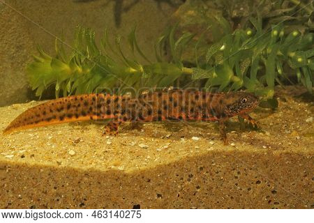 Detailed Closeup On A Large Orange Colored The Danube Crested Newt, Triturus Dobrogicus Macrosoma, U