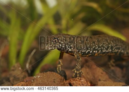Detailed Closeup On A Juvenile Female Danube Crested Newt, Triturus Dobrogicus