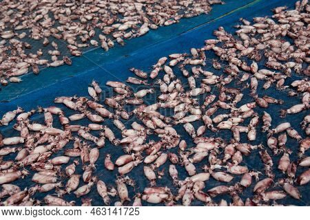 Dried Squid Or Octopus At Thai Seafood Market