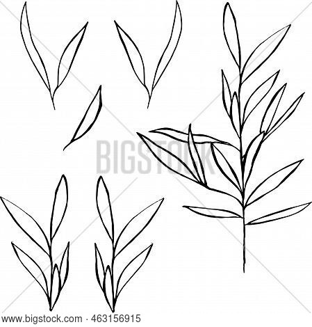 Hand Drawn Botany Elements. Froral Collection Illustrations