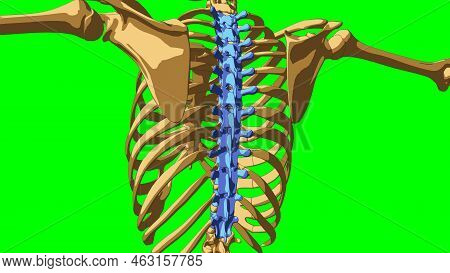 Human Skeleton Anatomy Thoracic Curve Bones For Medical Concept 3d Illustration With Green Matte