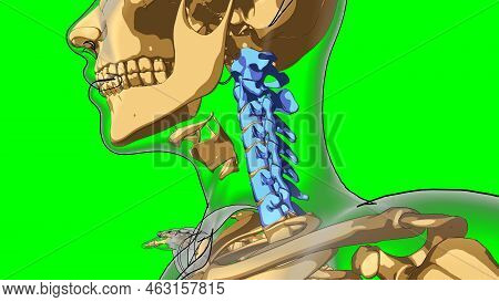 Human Skeleton Cervical Curve Vertebrae Anatomy For Medical Concept 3d Illustration With Green Matte