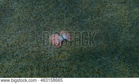 Seashell Of Bivalve Mollusc Smooth Clam Or Smooth Callista, Brown Venus (callista Chione) Undersea, 