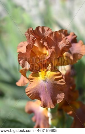 Tall Bearded Iris Chippendale Flower In The Garden