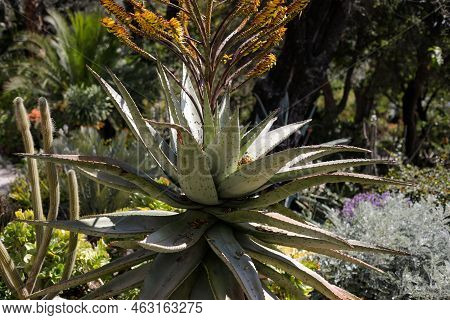 Shallow Depth Of Field (selective Focus) Details With Various Mediterranean Plants In A Botanical Ga