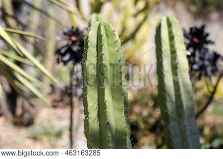 Shallow Depth Of Field (selective Focus) Details With Various Mediterranean Plants In A Botanical Ga