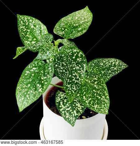 Plant With White Spotted Leaves Hypoestes Phyllostachya In Pot On Black Background, Isolated Top Vie