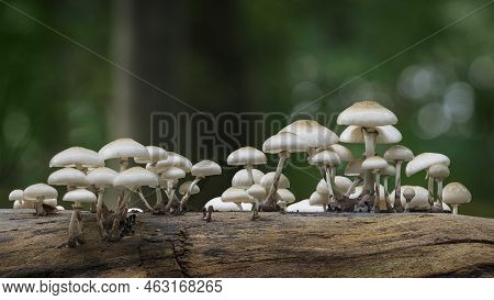Staelduinse Bos, Group Of Porcelain Fungus On A Tree Trunk Seen From The Side, Oudemansiella Mucida