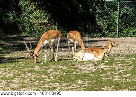 Indian Blackbuck, Antelope Cervicapra Or Indian Antelope. The Blackbuck Inhabits Grassy Plains And S