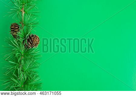 Cedrus Deodara Branch Isolated On  Background