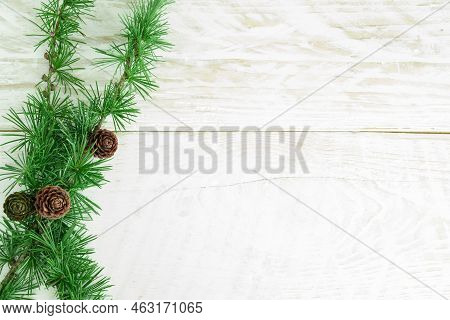 Cedrus Deodara Branch Isolated On  Background