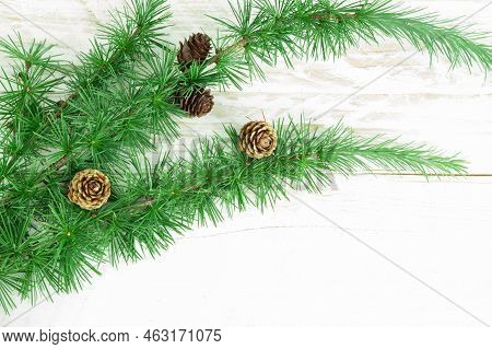 Cedrus Deodara Branch Isolated On  Background