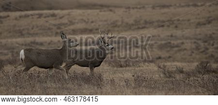 Two Mule Deer During Mating Seasion On A Ridge In Montana
