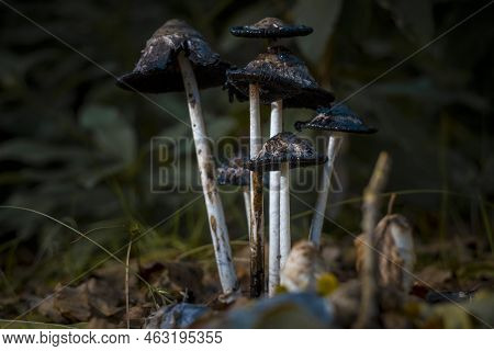 Horizontal Shot Of A Coprinus Comatus, The Shaggy Ink Cap, Lawyer's Wig, Or Shaggy Mane, During Late