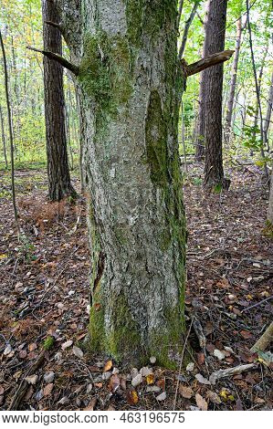 Close To An Old Tree Trunk With Moss