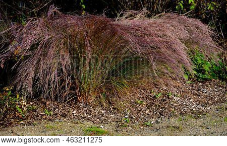 Is Native To Prairies And Woods From Maine To Alberta And Idaho, And South To Florida And Arizona. D