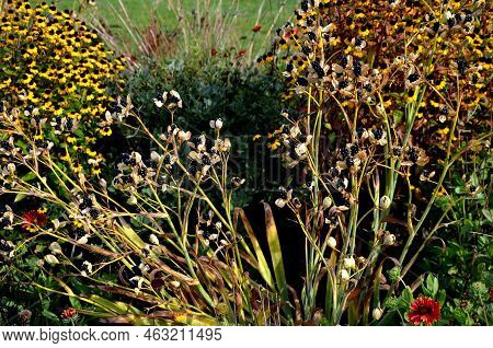 Yellow, Star-shaped Flowers Are Produced Above A Compact Clump Of Green, Sword-shaped Foliage
